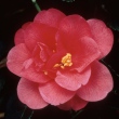 Yipinhong